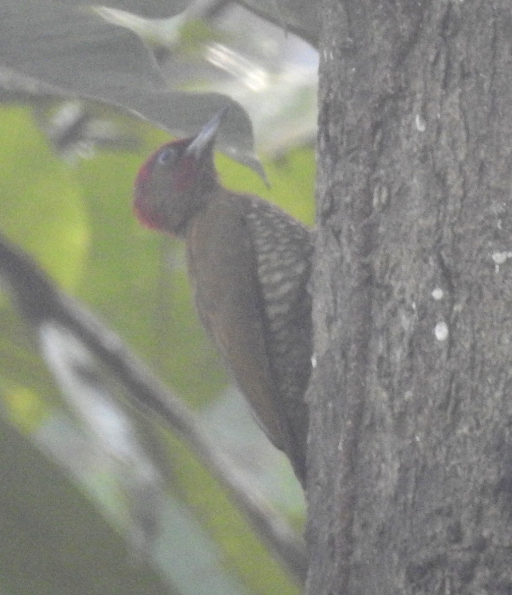 Rufous-winged Woodpecker - ML51296951