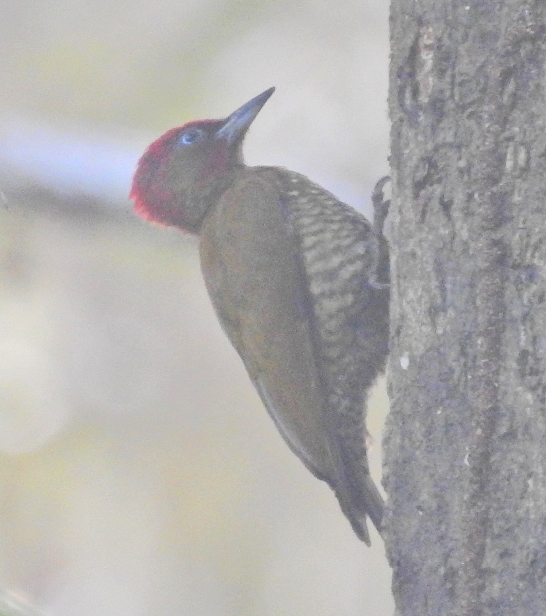 Rufous-winged Woodpecker - ML51296971