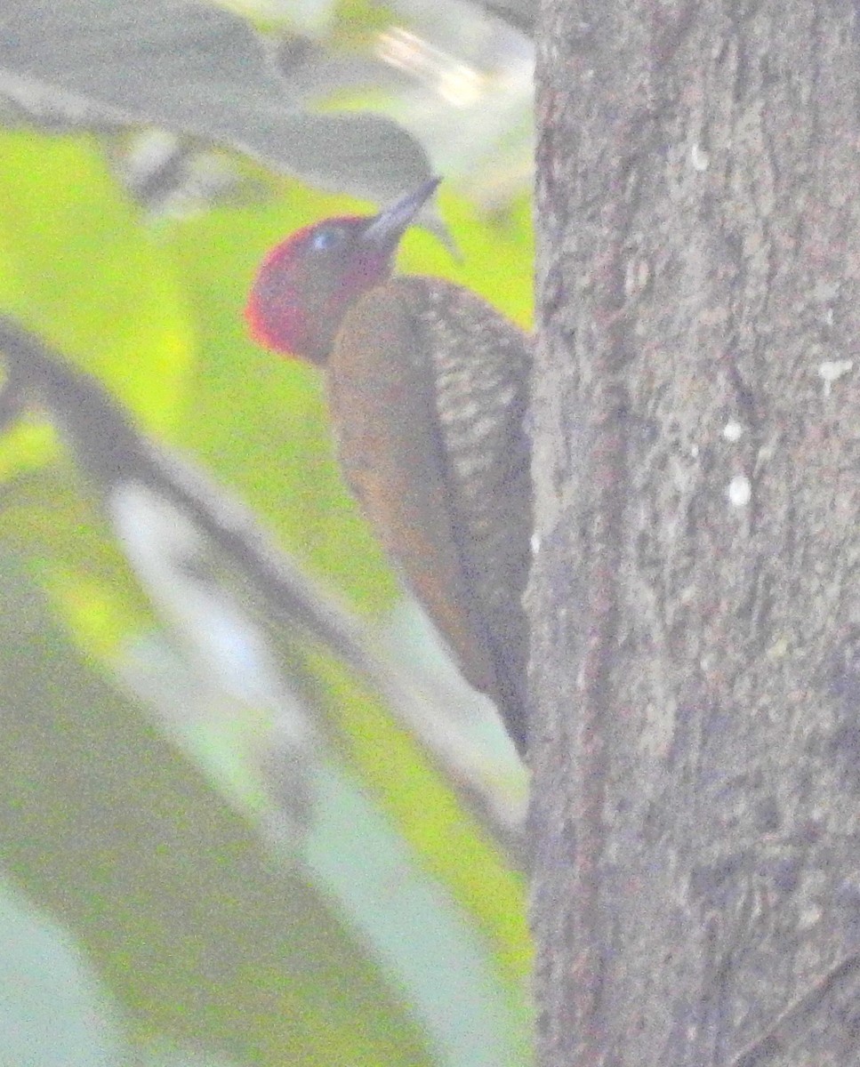Rufous-winged Woodpecker - ML51297001