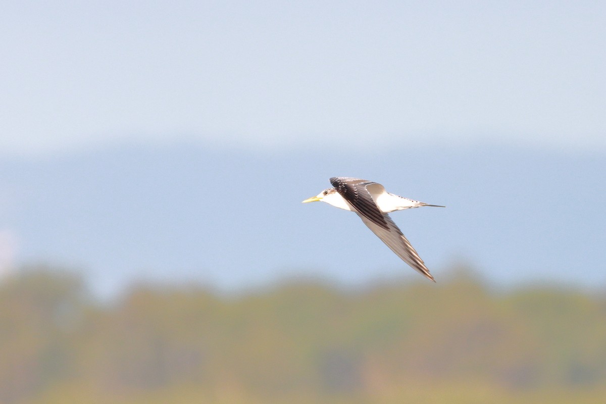 Great Crested Tern - ML512970561
