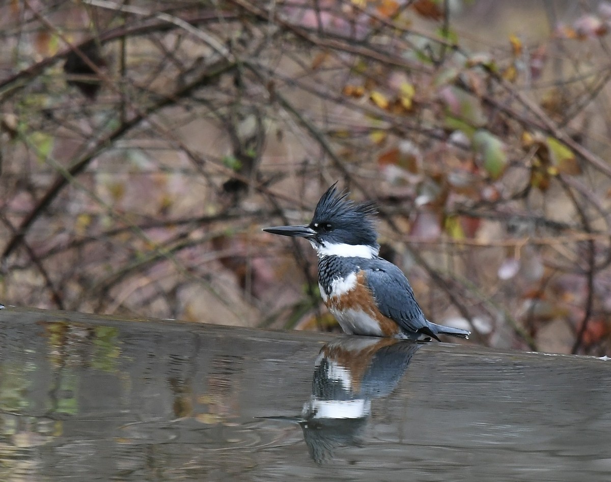 Belted Kingfisher - ML512975331