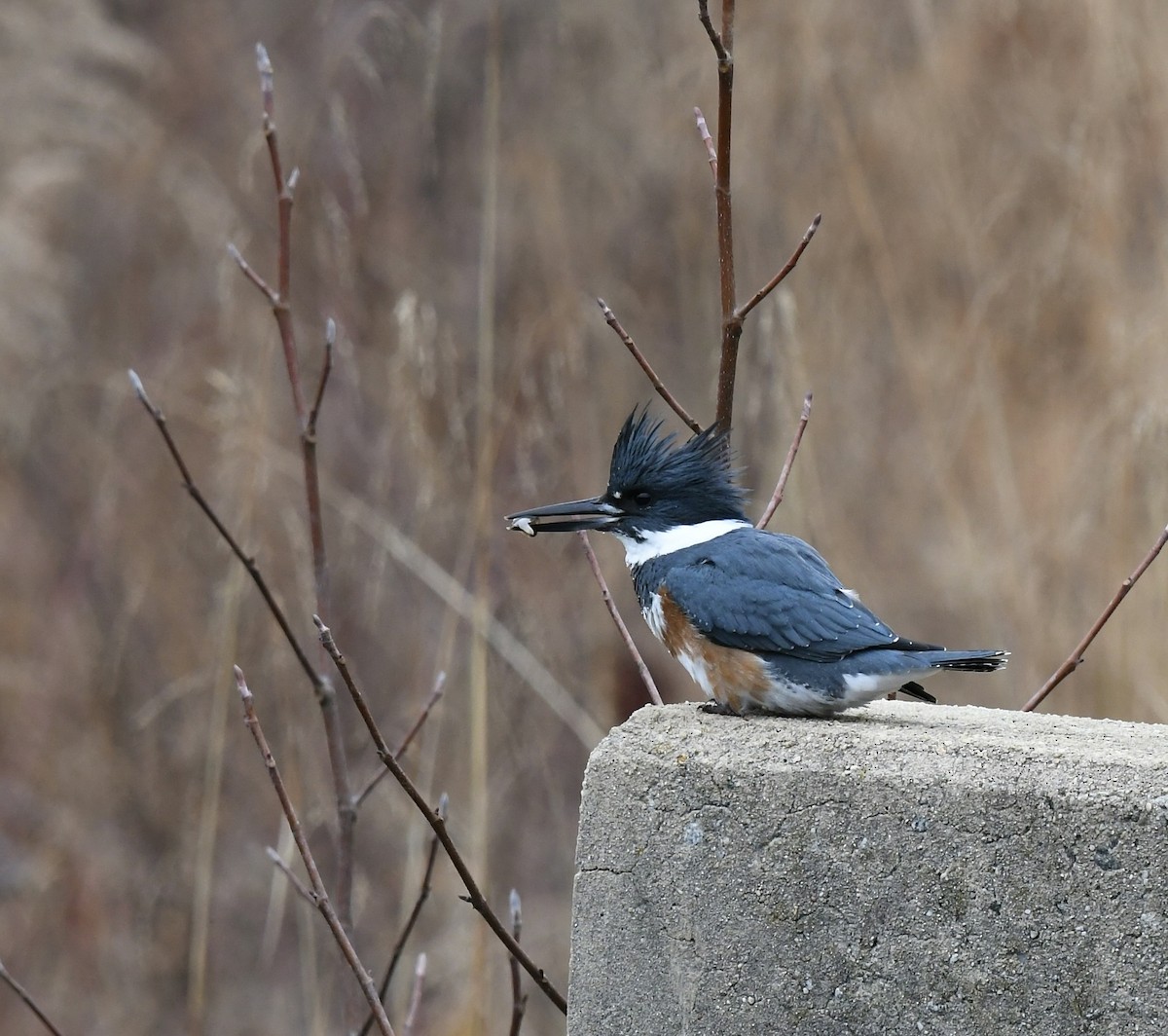 Belted Kingfisher - ML512975461