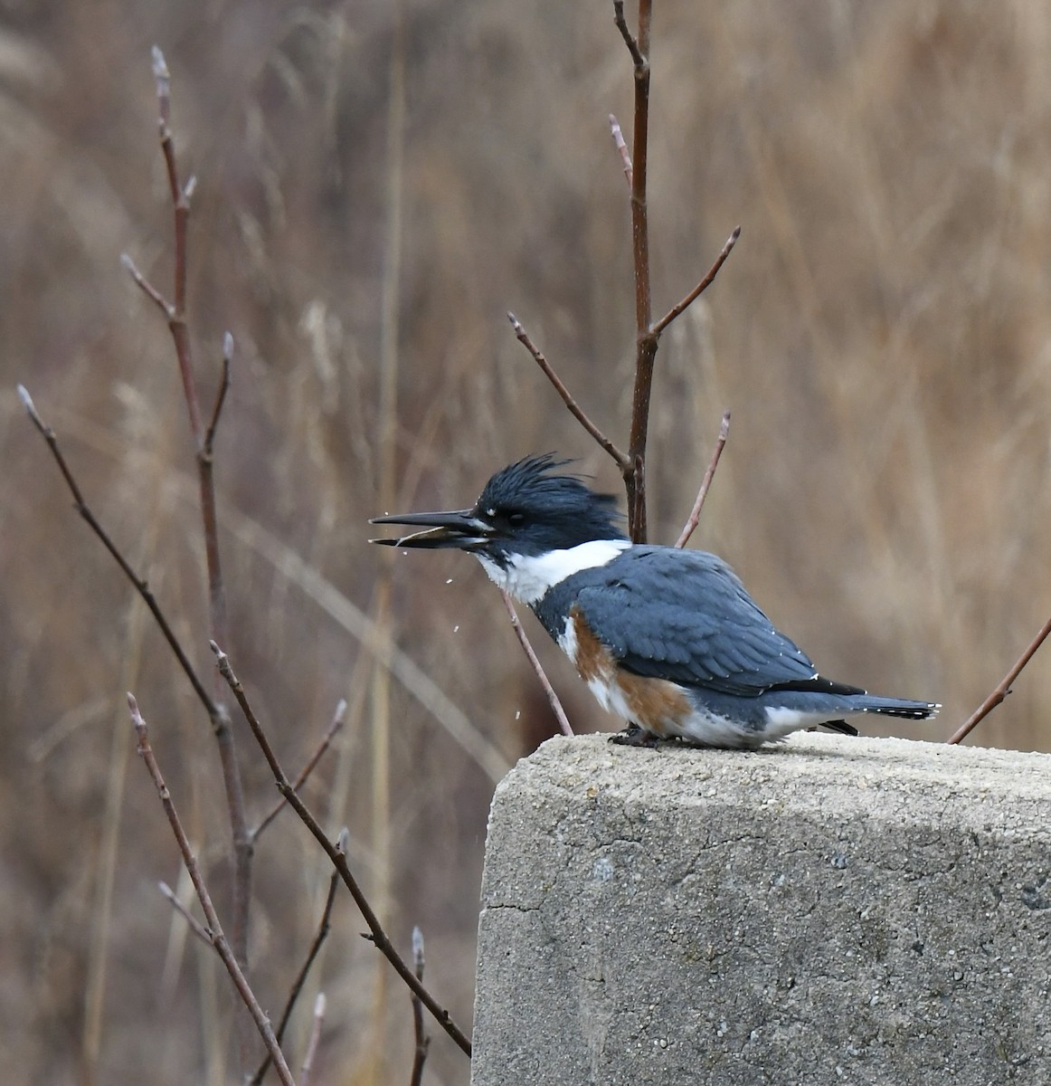 Belted Kingfisher - ML512975471
