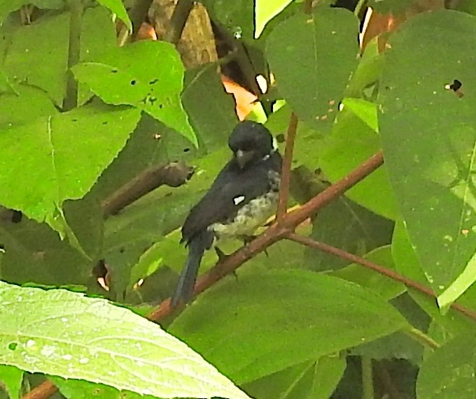 Variable Seedeater - ML51297721