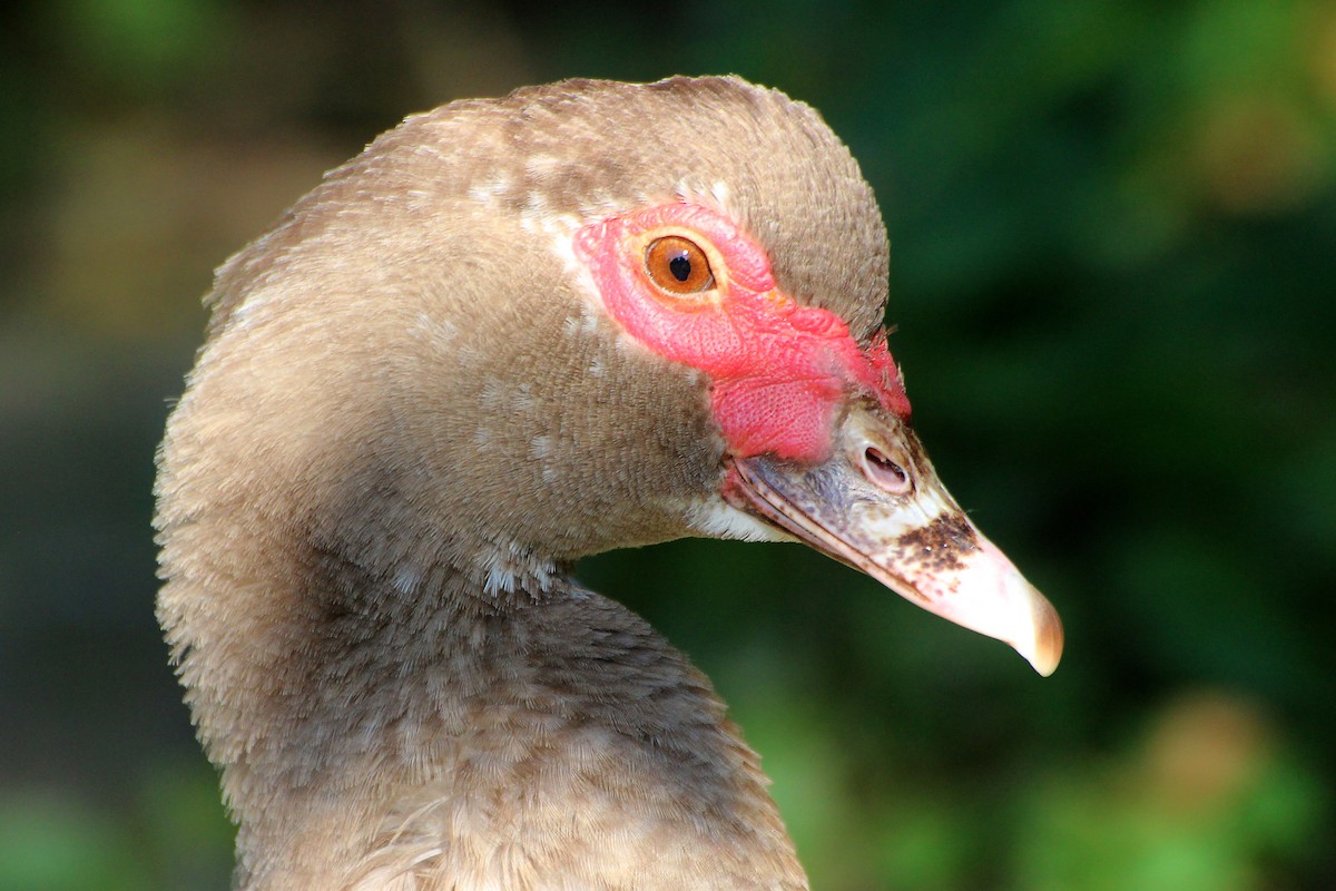 Muscovy Duck (Domestic type) - Silas Würfl