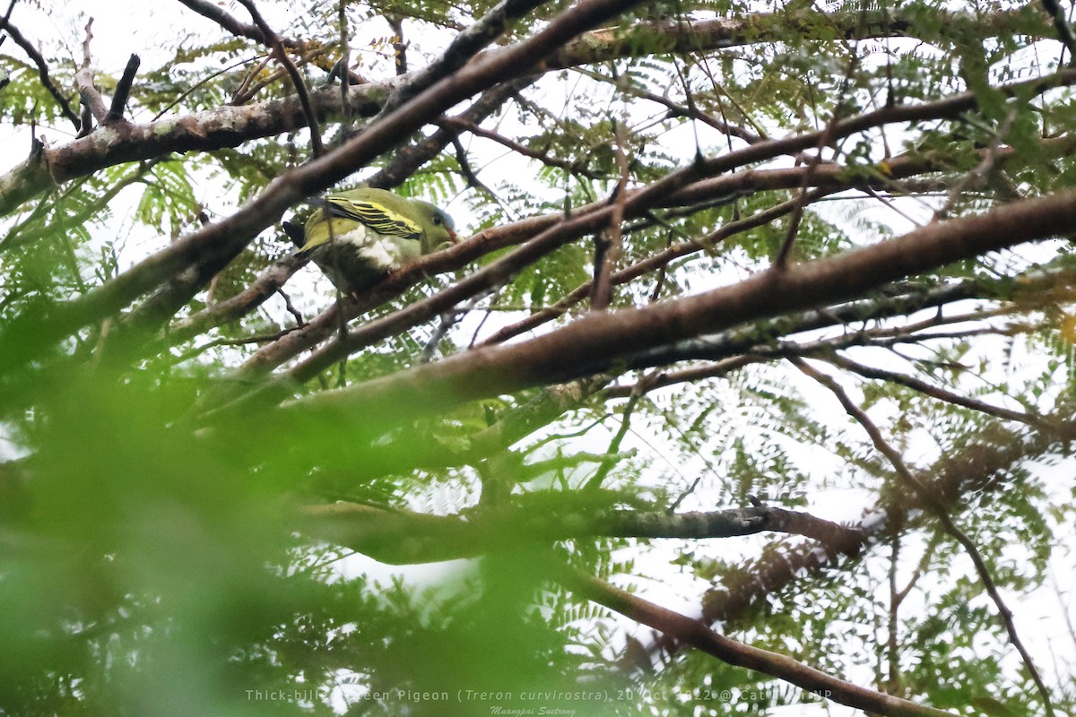 Thick-billed Green-Pigeon - ML512988081