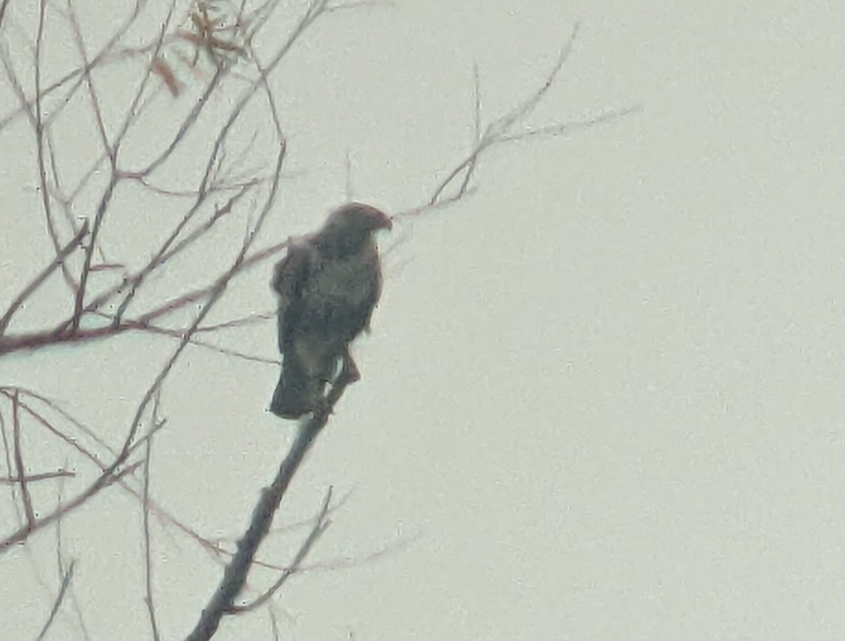 Red-tailed Hawk (borealis) - ML512992271