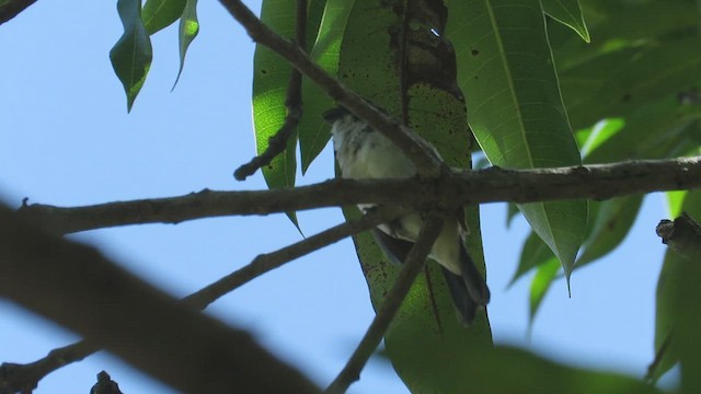 Wing-barred Seedeater - ML512994031