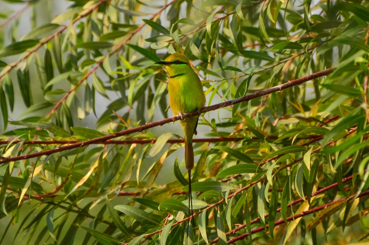 African Green Bee-eater - ML512997611