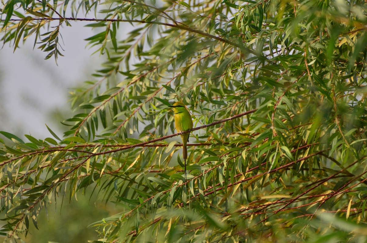 African Green Bee-eater - ML512997621