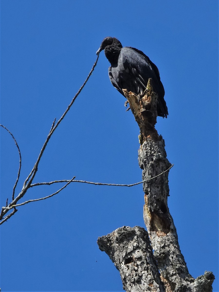 Black Vulture - ML513002651