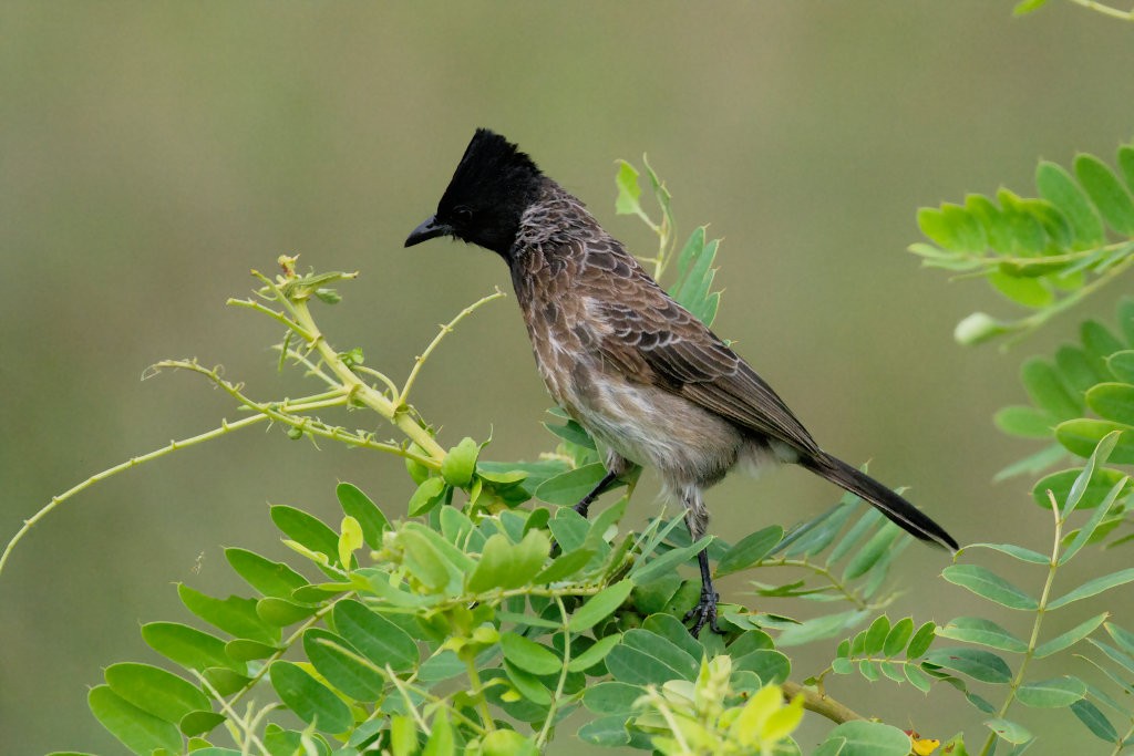 Red-vented Bulbul - ML51300371
