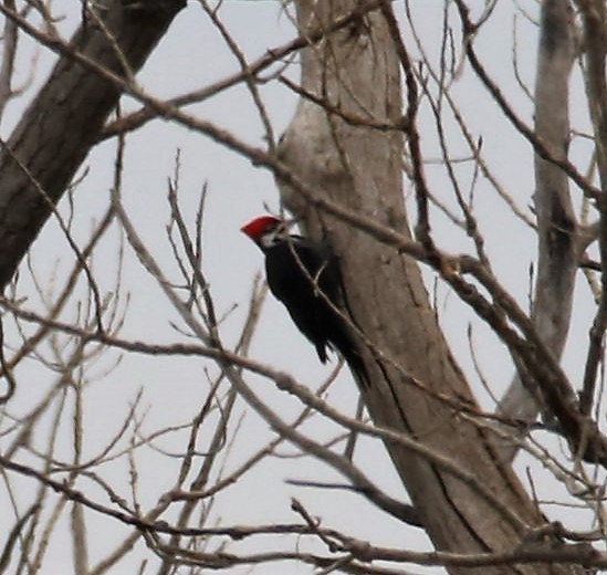 Pileated Woodpecker - ML51300591