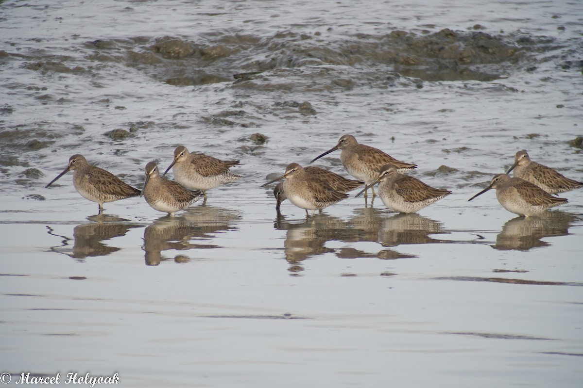 Long-billed Dowitcher - ML513006811