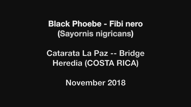 Black Phoebe - ML513008131