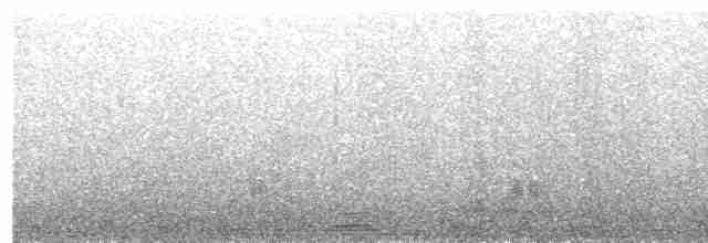 Magellan-Dampfschiffente (Chiloe-Form) - ML513018131