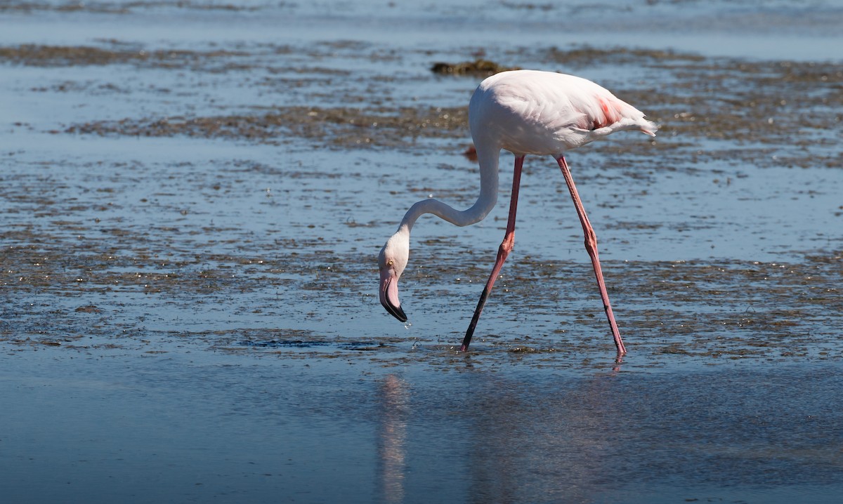Greater Flamingo - ML51302001