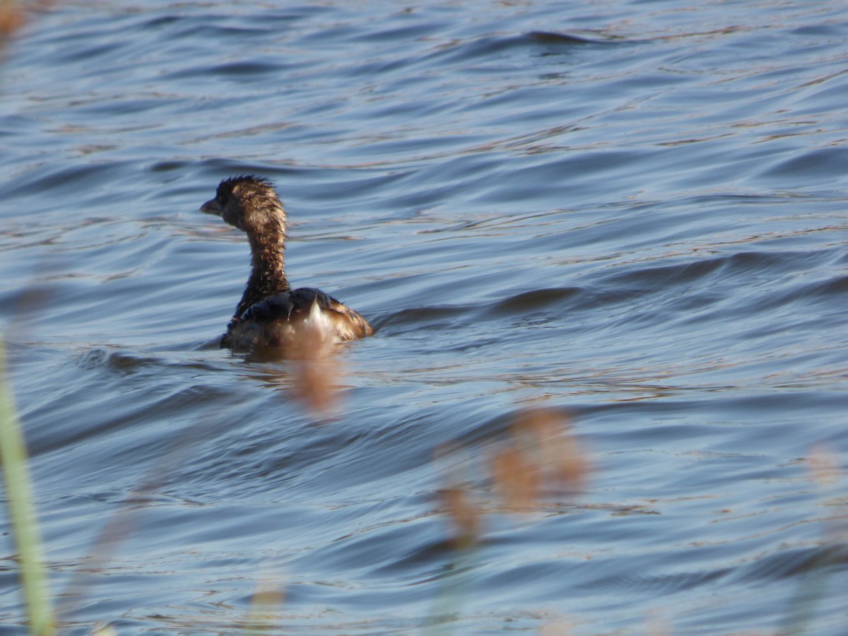 Ebird Checklist - 14 Dec 2022 - Lake Meredith Bike Path In Lake Of 