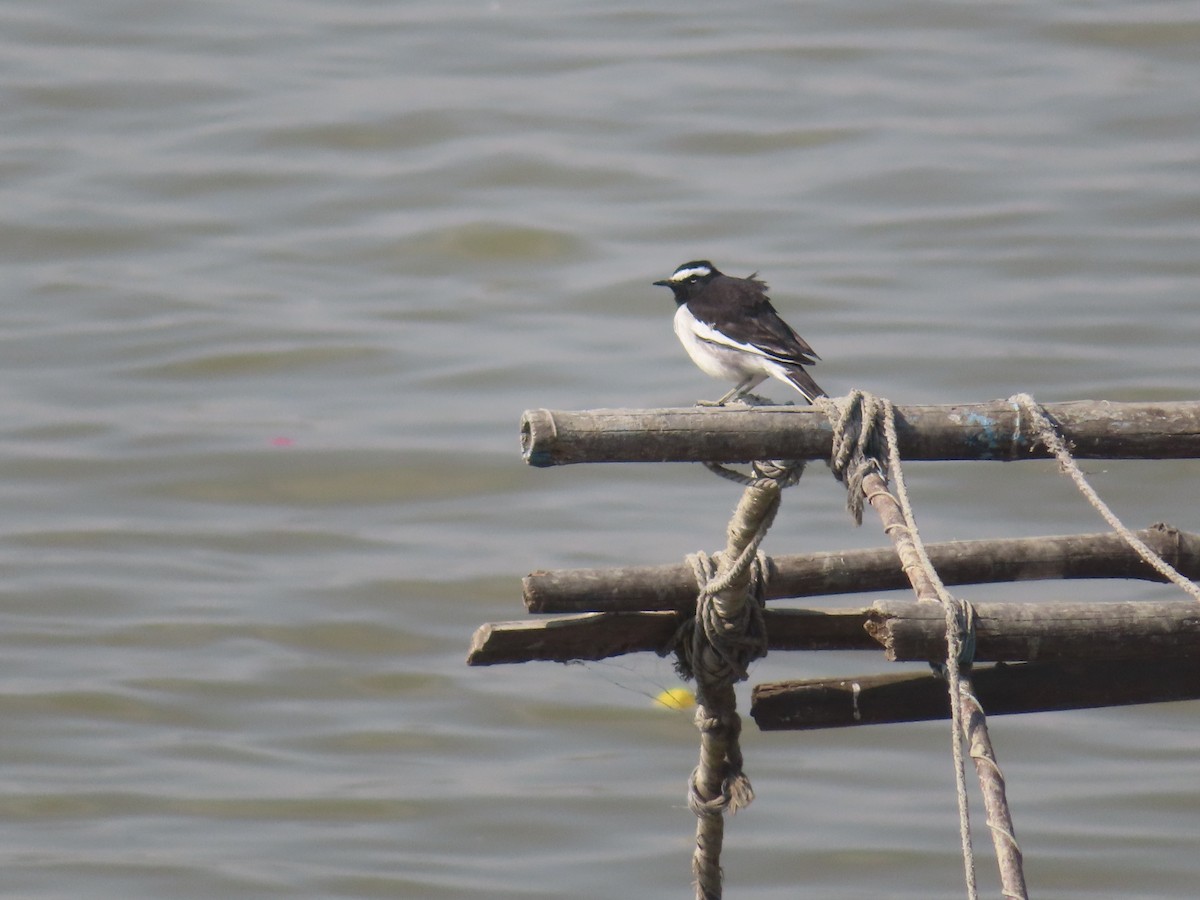 White-browed Wagtail - ML513024521