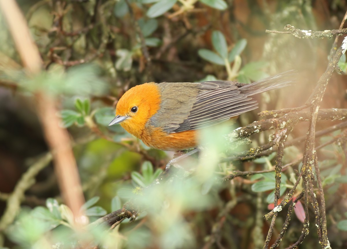 Rufous-chested Tanager - ML513025401
