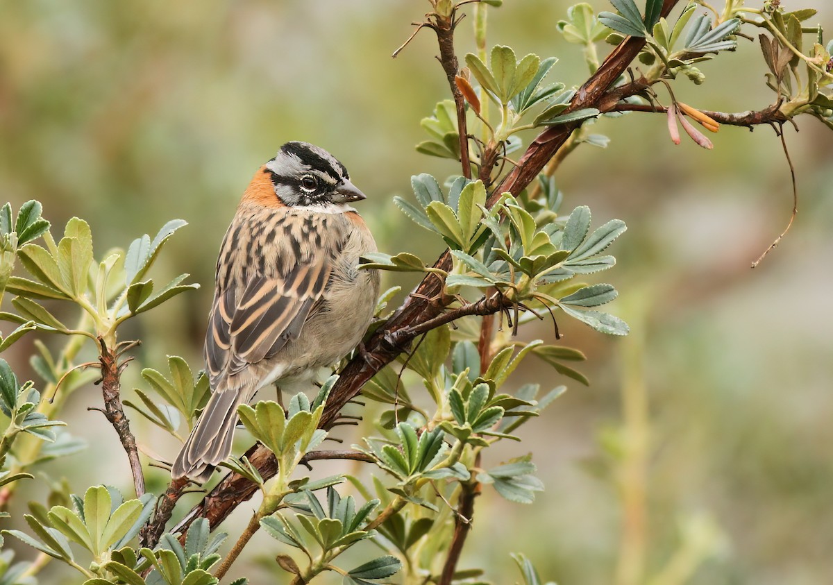 Rufous-collared Sparrow - Jeremiah Trimble