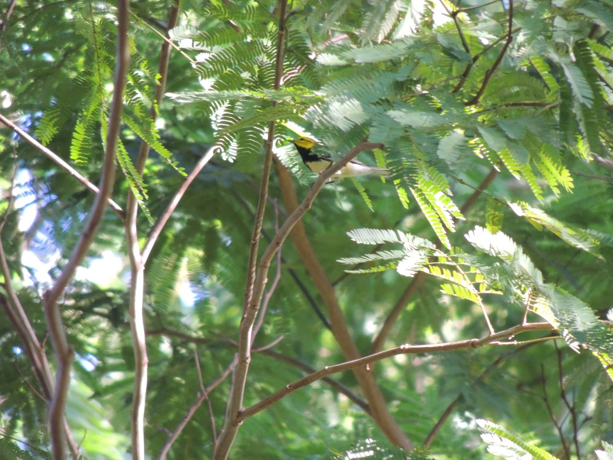 Black-throated Green Warbler - Luis Alberto Soto Chavarría