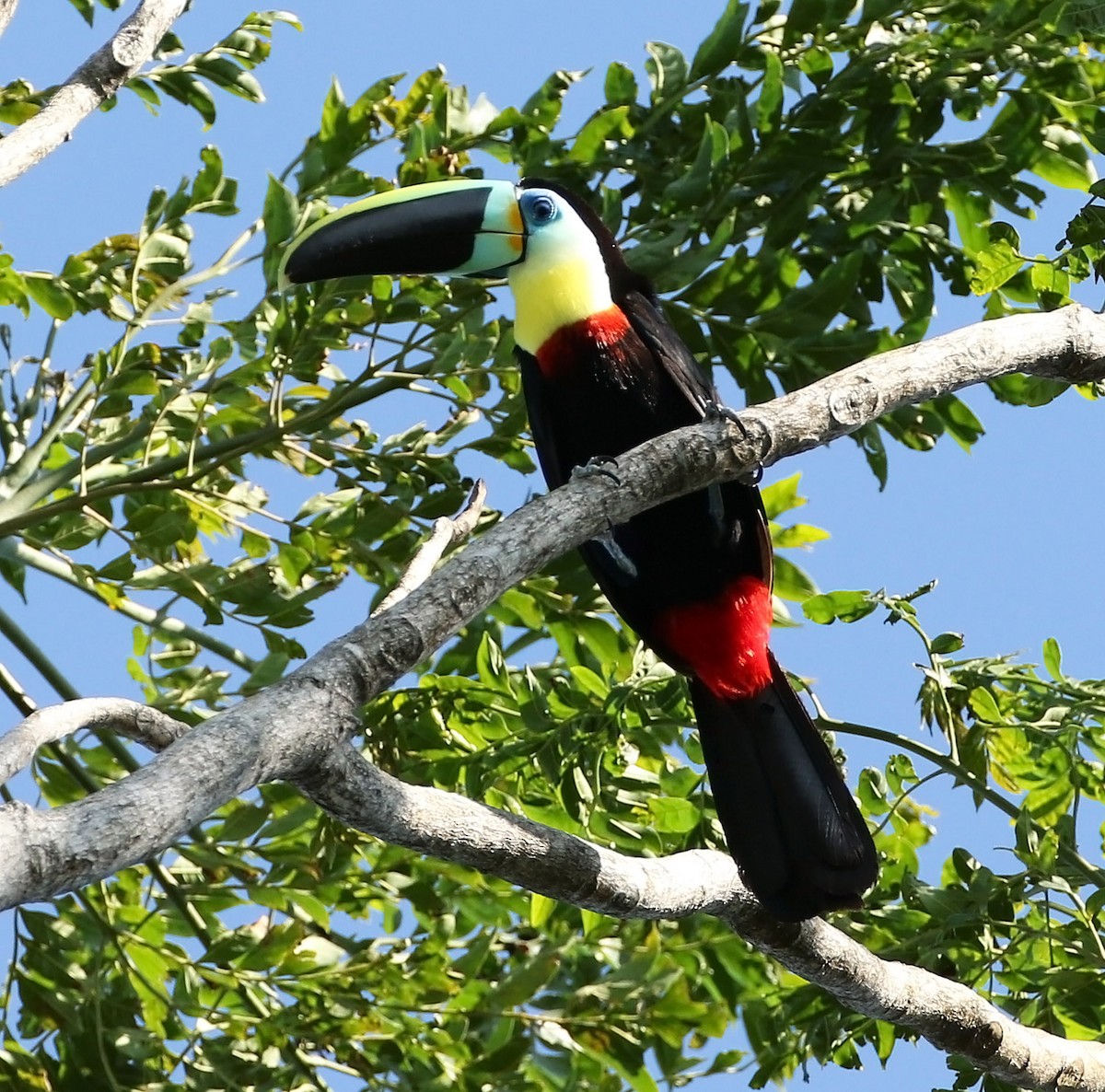 Channel-billed Toucan (Citron-throated) - ML513036581
