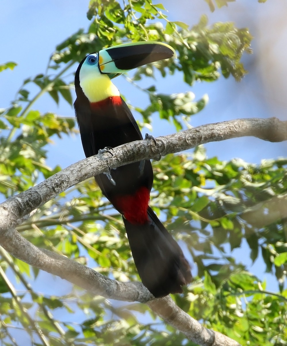 Channel-billed Toucan (Citron-throated) - ML513037871