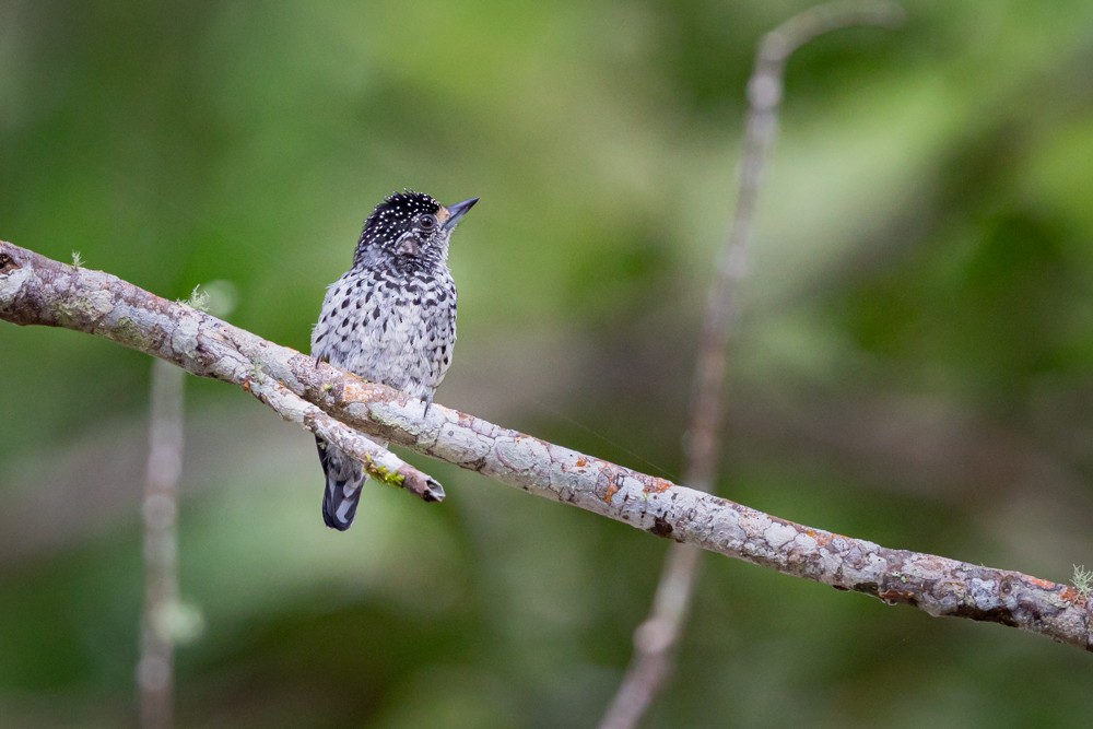 Ocellated Piculet - ML513038111