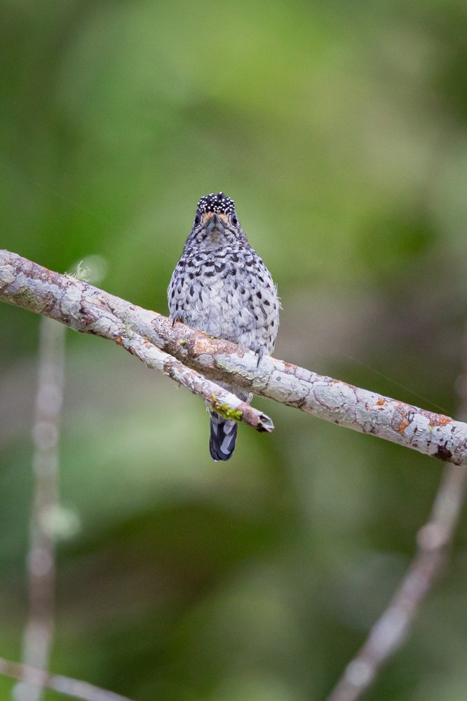 Ocellated Piculet - ML513038131