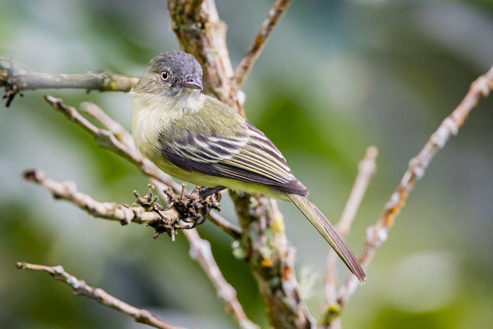 Red-billed Tyrannulet - Miguel Lezama - Tanager Tours