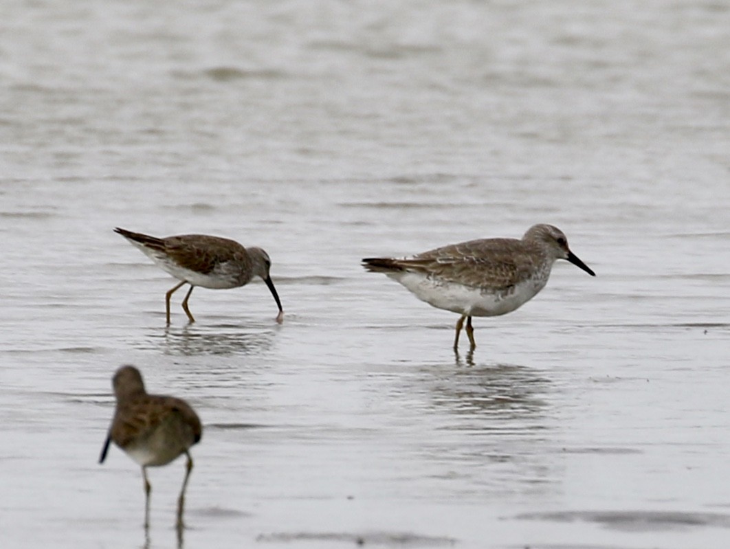 Red Knot - ML513039001