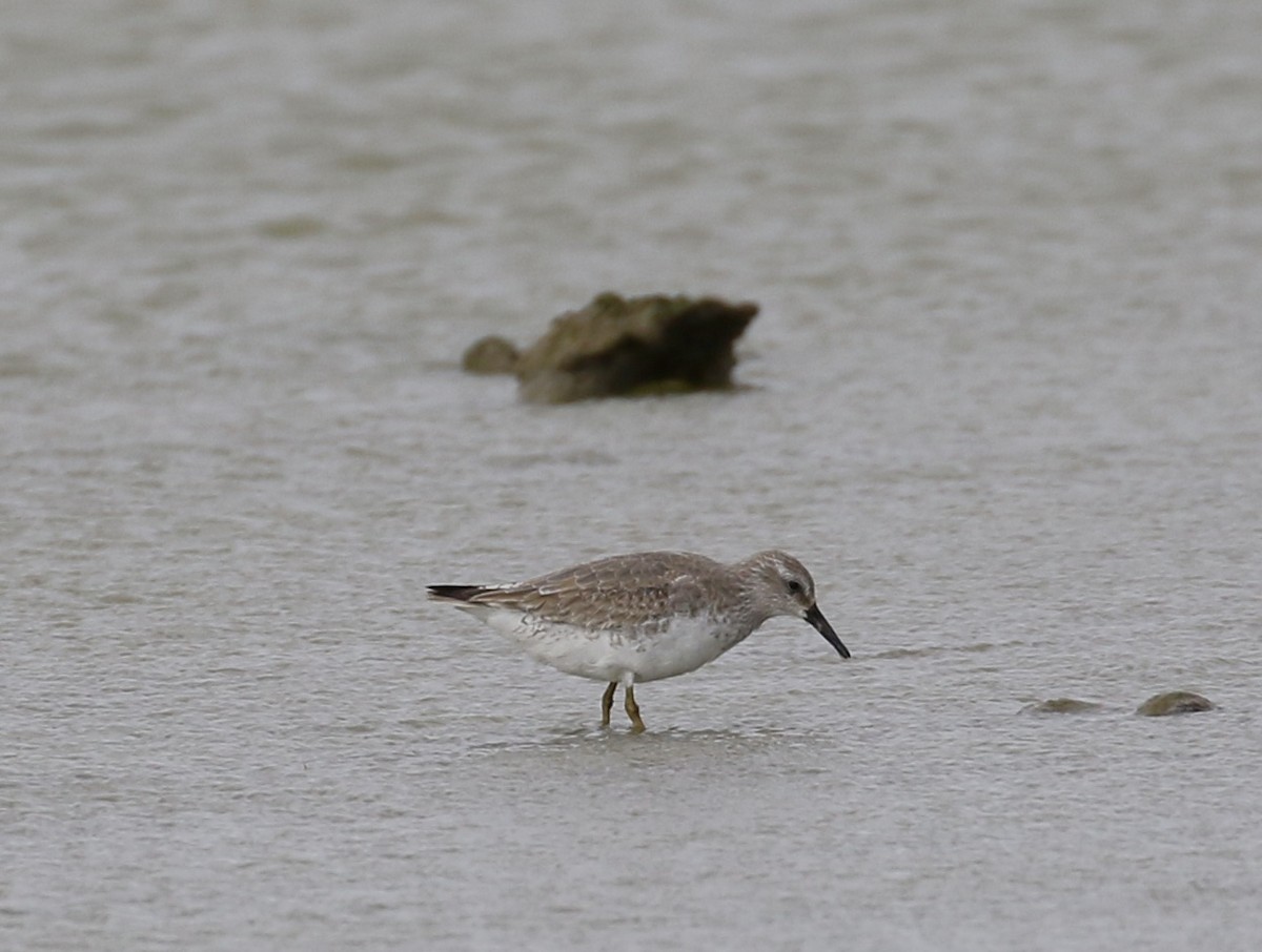 Red Knot - ML513039061