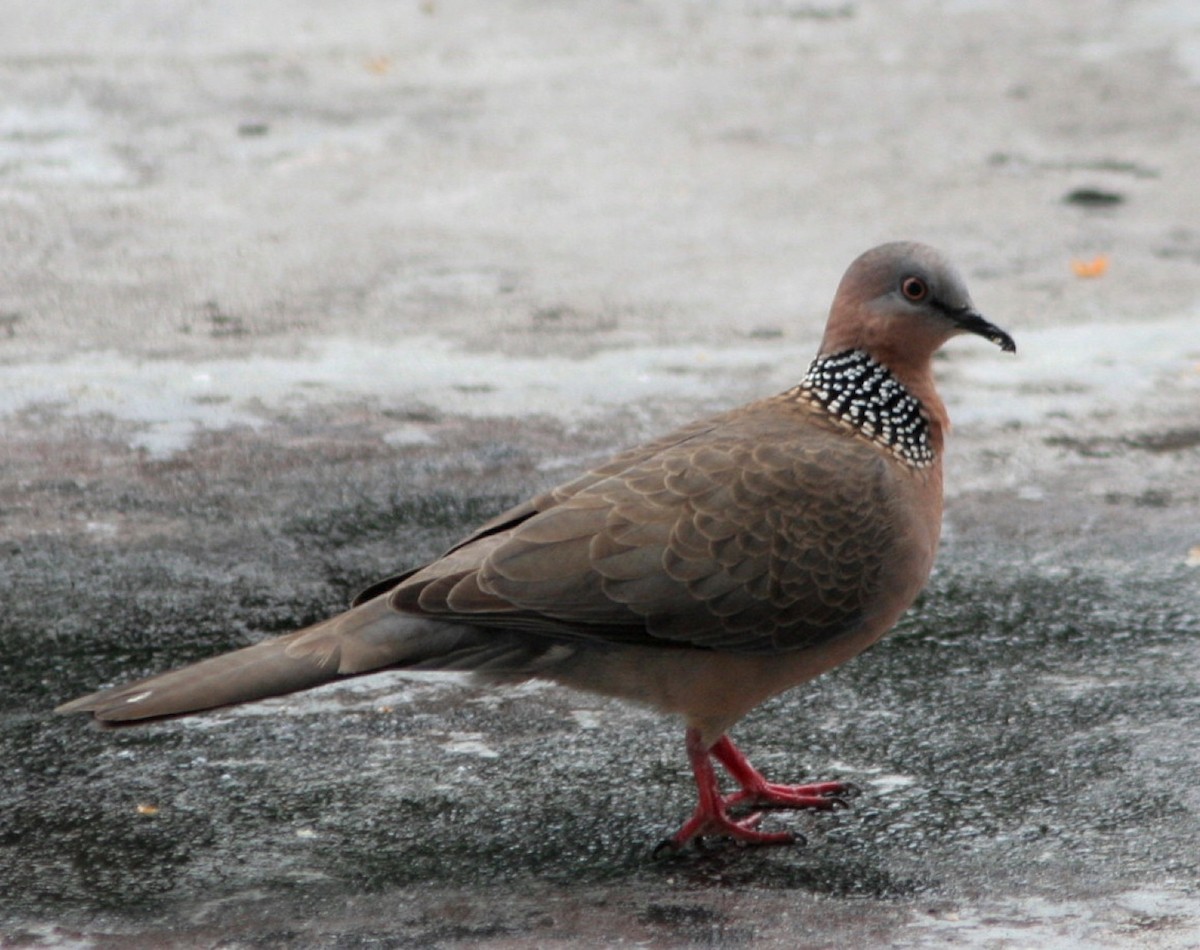 Spotted Dove - ML51303981