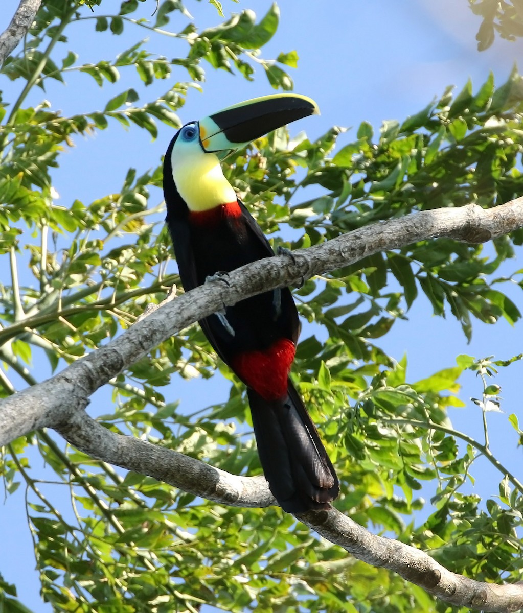 Channel-billed Toucan (Citron-throated) - ML513041001