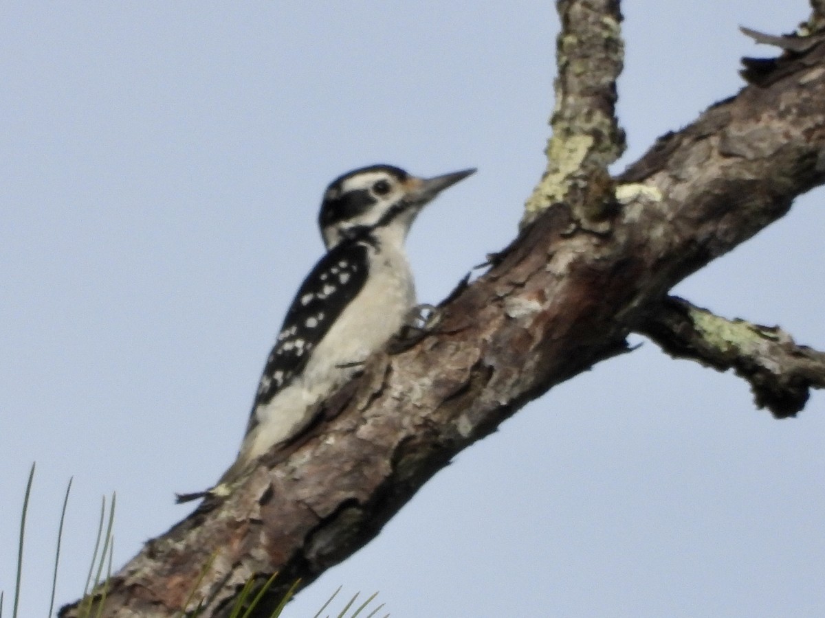 Hairy Woodpecker - ML513041271