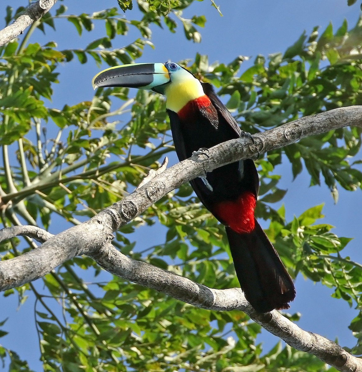 Channel-billed Toucan (Citron-throated) - ML513041461