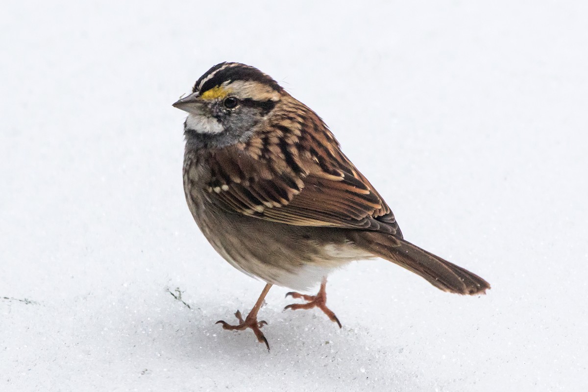 White-throated Sparrow - ML51304221