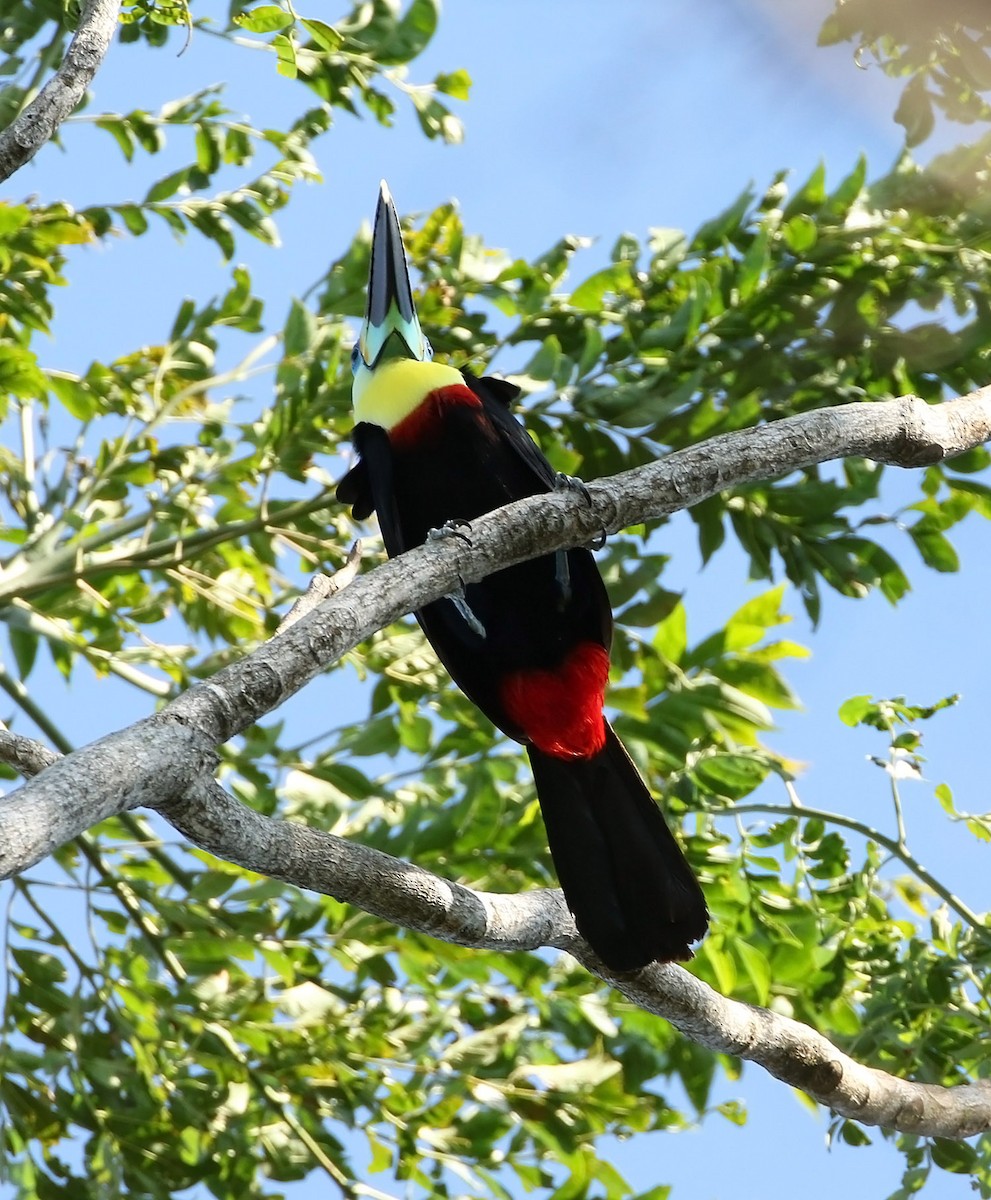 Channel-billed Toucan (Citron-throated) - ML513042751