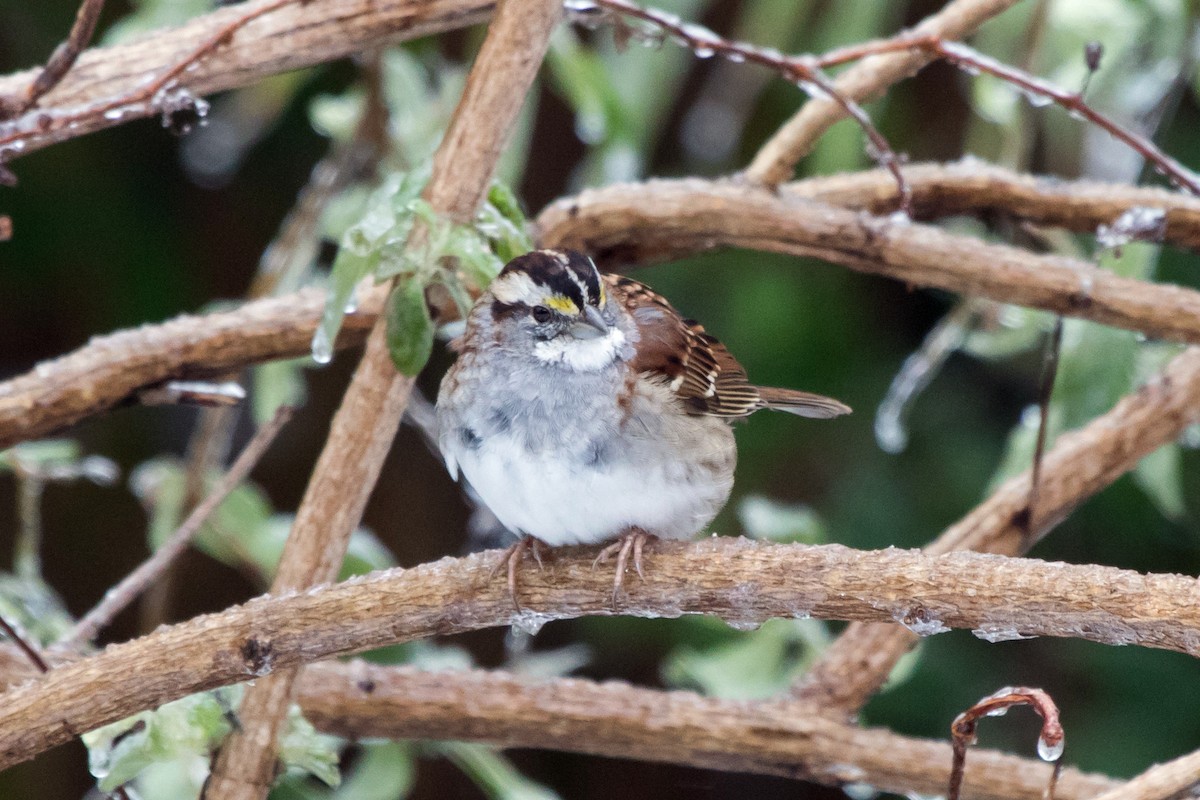 White-throated Sparrow - ML51304281