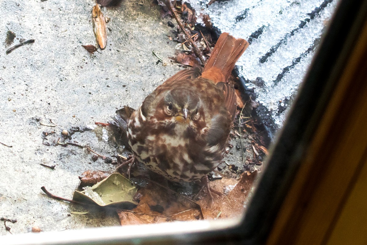 Fox Sparrow (Red) - ML51304401