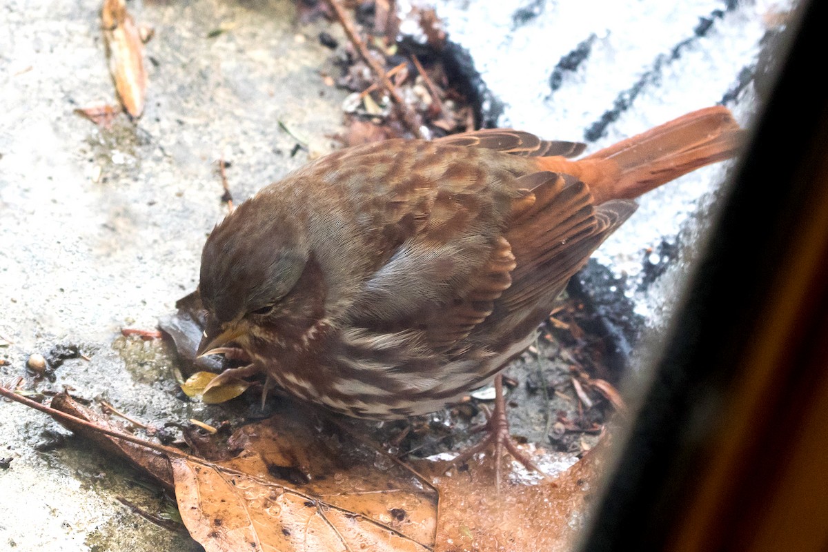 Fox Sparrow (Red) - ML51304421