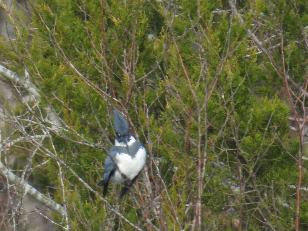 Belted Kingfisher - ML513044781