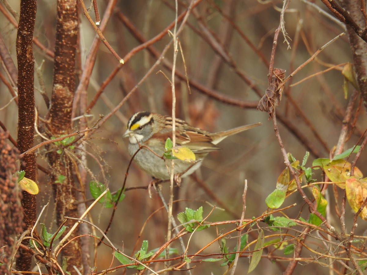 White-throated Sparrow - ML513044981