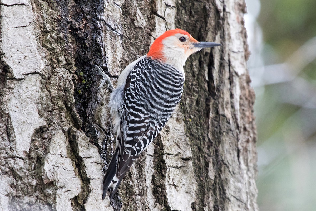 Red-bellied Woodpecker - ML51304631