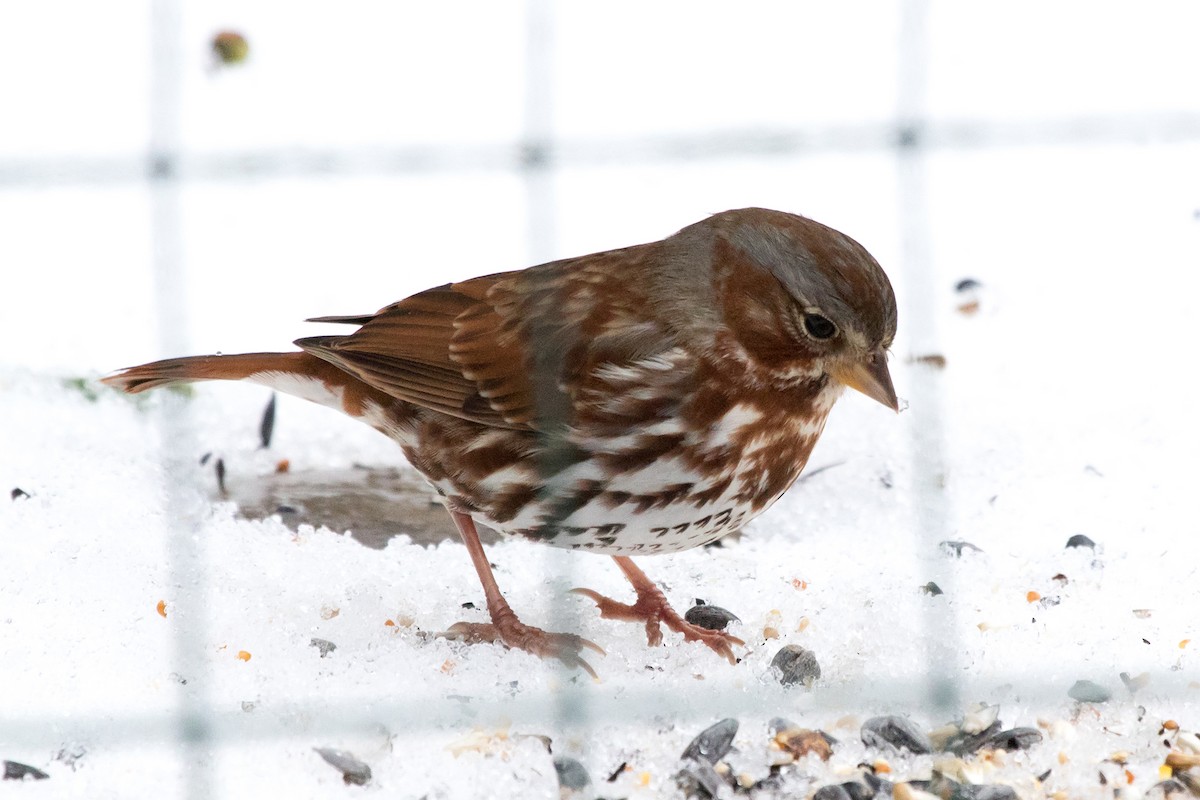 Fox Sparrow (Red) - ML51304861
