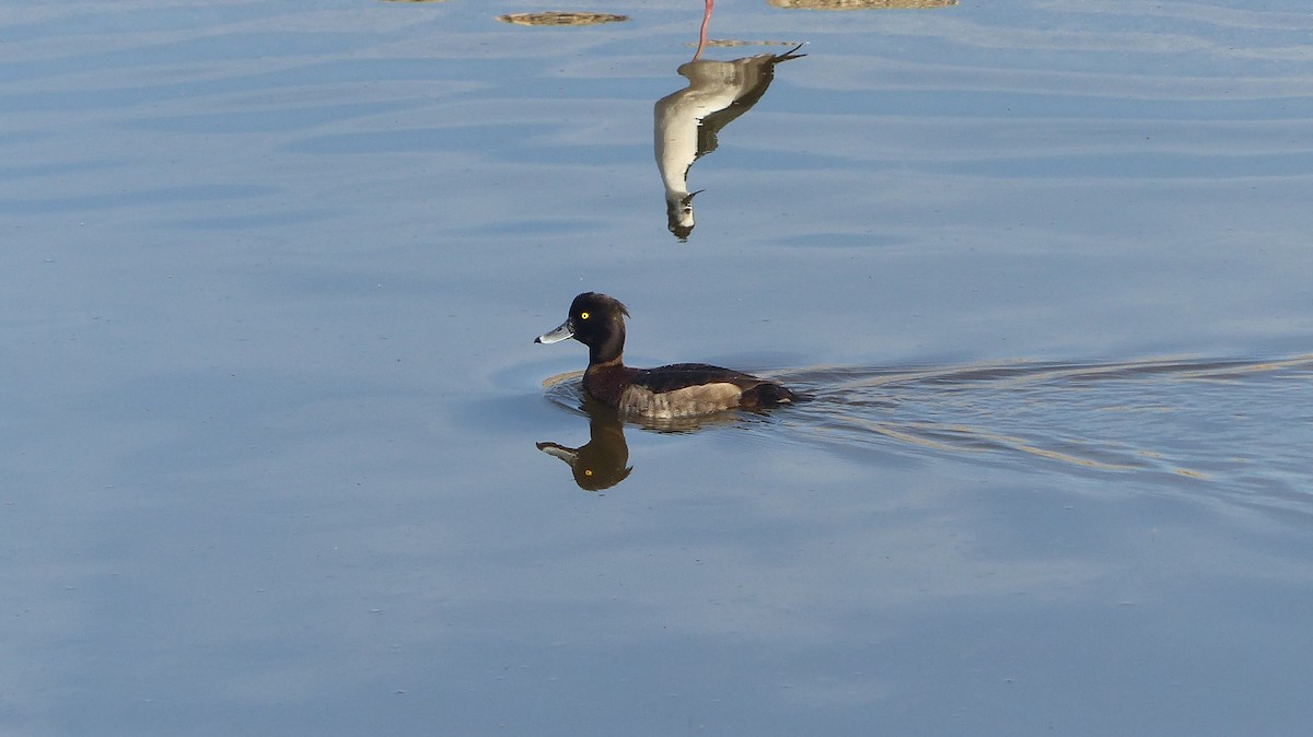 Tufted Duck - ML51304921