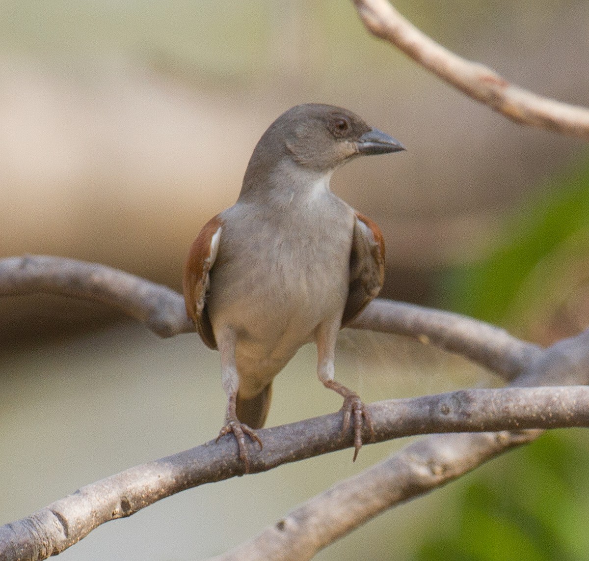 Northern Gray-headed Sparrow - ML513051521