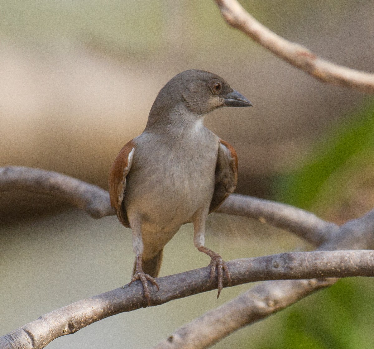 Northern Gray-headed Sparrow - ML513051761
