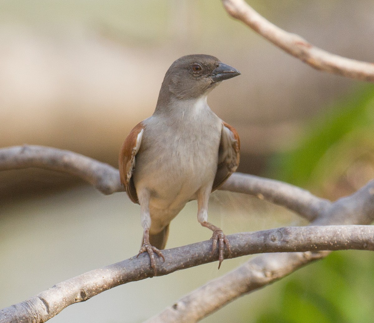 Northern Gray-headed Sparrow - ML513052051